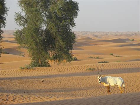 Either way, with the sun overhead, there was no shade. Why Visit Dubai: 10 Reasons Why Dubai Worth Visiting?