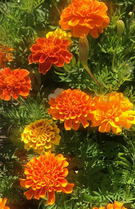 16 Annuals That Bloom All Summer Long Natalie Linda