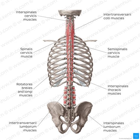 Deep Back Muscles Anatomy Innervation And Functions Kenhub