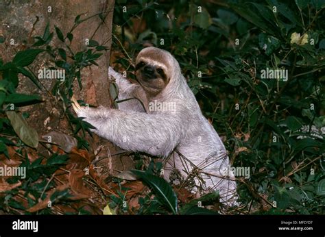 Brown Throated Three Toed Sloth Bradypus Variegatus Depositing Faeces