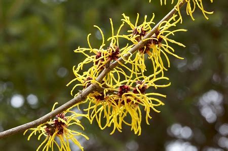 In addition, witch hazel is widely available. Witch Hazel Shrub