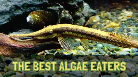 The Top 5 Algae Eaters For Freshwater Aquariums Hd Youtube