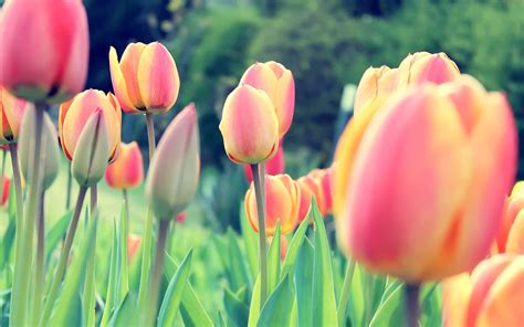 Free Download Flower Tulips Free Desktop Wallpaper 2560x1600 Cool Pc