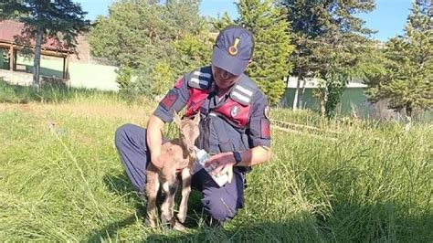 Giresun Da Yaral Bulunan Da Ke Isi Yavrusu Koruma Alt Na Al Nd Son