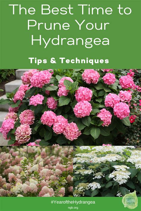 Hydrangea Pruning On Your Mind National Garden Bureau
