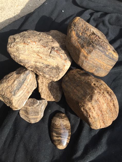 Fossilized Stromatolites Found Between Madison And Milwaukee In
