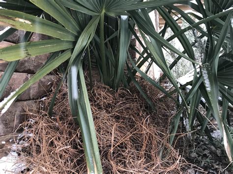 To protect or not protect?? - COLD HARDY PALMS - PalmTalk
