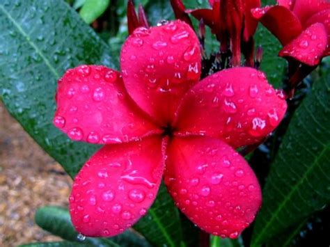Plumeria rubra is a popular ornamental tree widely cultivated in gardens, yards and other planned landscapes across tropical and subtropical regions. Duvauchelle- RARE deep red flower! | Beautiful flowers ...