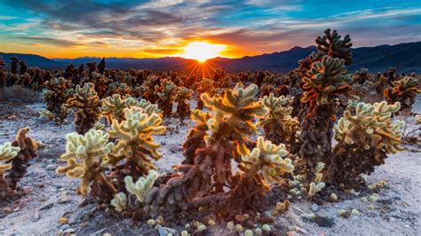 Sunrise In Cholla Cactus Garden Joshua Tree National Park
