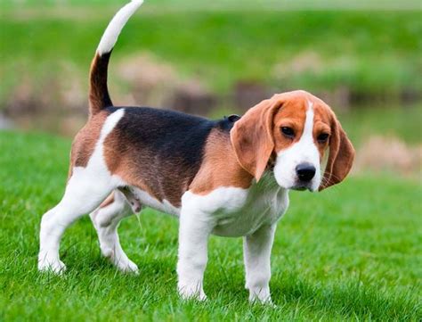 Ejercicio Del Beagle Mundo Perro Beagle Dog Breed Art Beagle Beagle