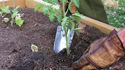 How to transplant tomato seedlings. Transplanting Guide - When and How to Transplant Flowers ...