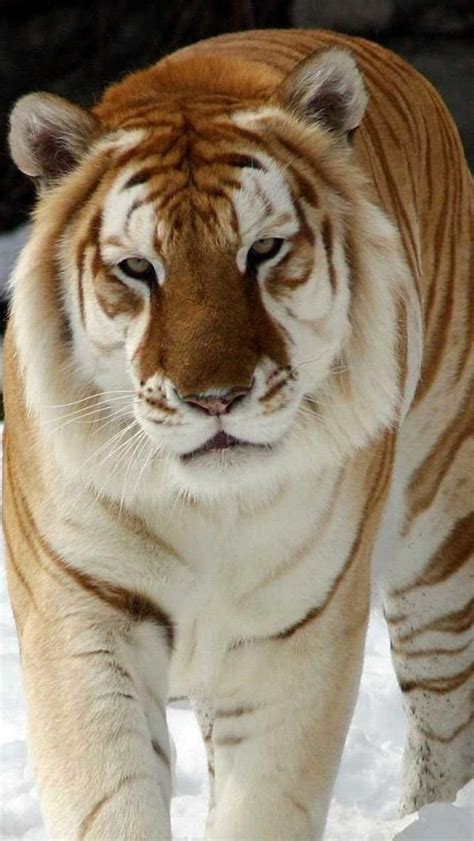 Beautiful Golden Tiger Wild Cats Animals Wild Majestic Animals