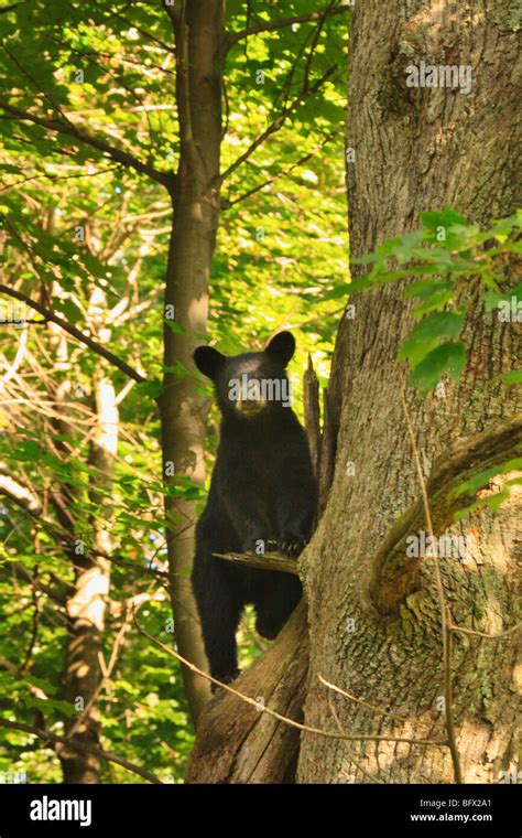 Black Bear Cub Climbs Oak Tree On Skyline Drive North Of Big Meadows