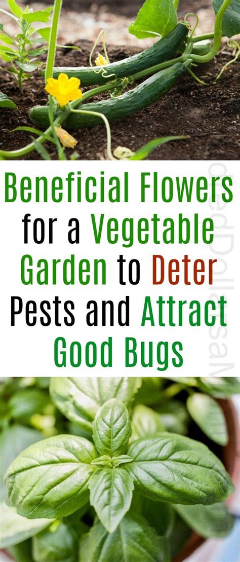 Generally speaking, 'open' flowers which have easily accessible nectar and/or pollen will be preferred. Ask Mavis - Beneficial Flowers for a Vegetable Garden to ...