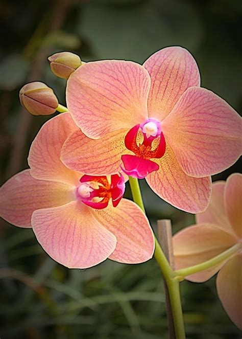 43 Gorgeous Orchids That Show Their Diversity And Beauty