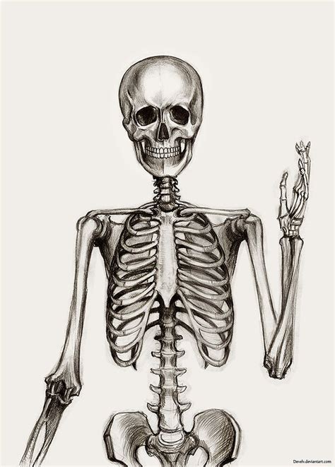 Anatomy Skeleton By Develv On Deviantart Skeleton Drawings Skeleton