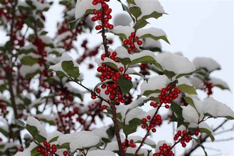 The Complete Guide To The Common Winterberry Shrub
