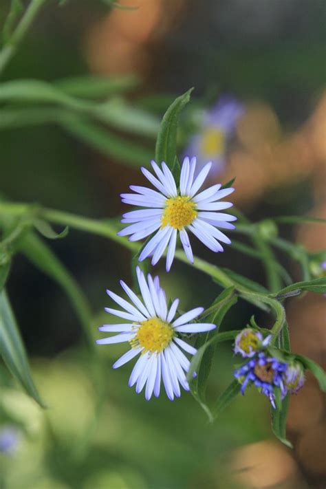 Plant Of The Week Douglas Aster Revisited Garden Ecology Lab