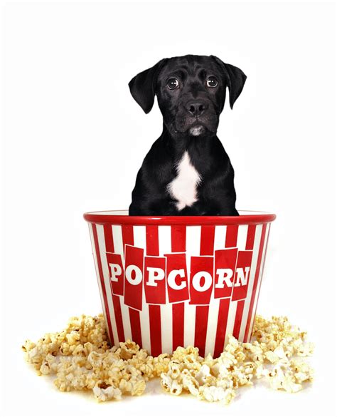 Can Dogs Eat Popcorn Benefits Side Effects And More