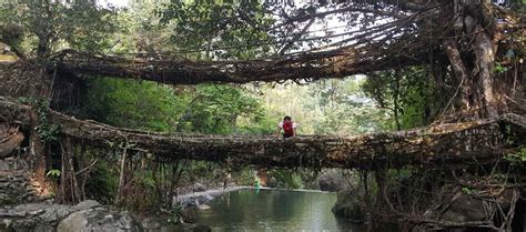 Visit Meghalaya Living Root Bridge Of Meghalaya 8d7n Tour Package