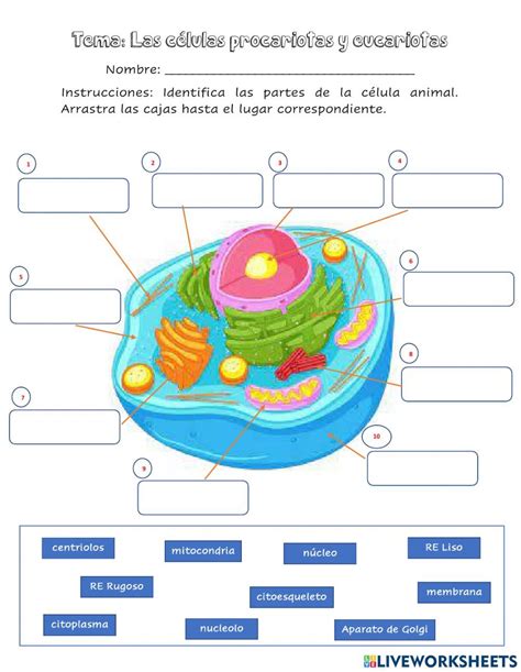 Partes De La Celula Animal Worksheet Artofit