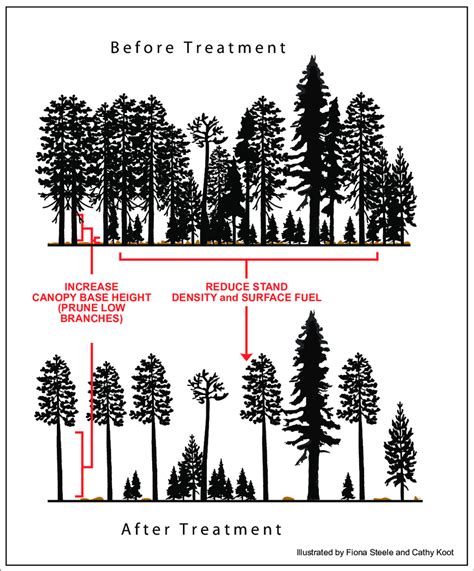 Schematic Showing The Principles Of Thinning To Reduce Stand Level