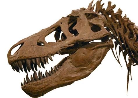 Tyrannosaurus Rex Skull Dinopit