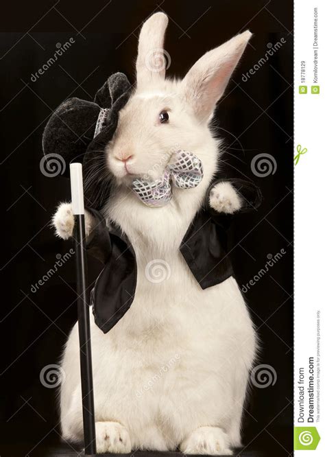 Rabbit In Top Hat And Tuxedo With Stic Royalty Free Stock Images