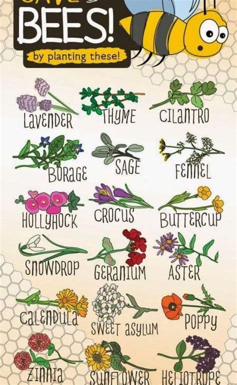 Best Flowering Plants And Herbs For Bees Bee Friendly Plants