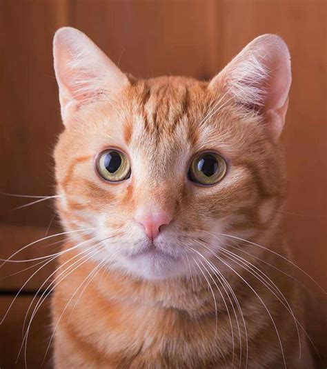 Orange Striped Cats Image Search Results In 2020 Tabby Cat Names