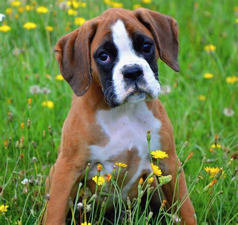 10 Surprising Facts About Boxer Dogs Boxer Puppies Boxer Dogs Boxer