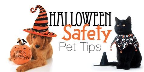 A Pet Safe Halloween Is A Happy Halloween Starelief