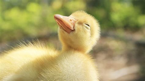If you make cute baby contests pleasant and free of anxiety for you and your child, it will yield a positive outcome for everyone. Cute Duckling - Funny Baby Duck Videos Compilation - YouTube