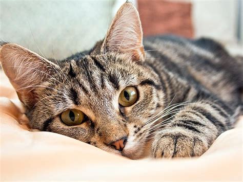 While you might be worried, they're likely to stroll in and wonder if putting out the word about your missing cat hasn't worked, there are some great tips and tricks to try at home. Lost And Found Cats | Petfinder