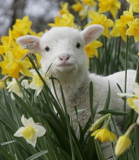 Pin By Marija Bokun On Welcome Spring Animals Beautiful Baby Sheep