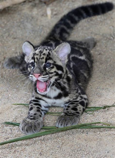 Baby Clouded Leopard Cute And Fuzzy Pinterest
