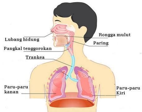 Sistem Pernapasan Manusia Organ Penyusun Fungsi Dan Gambarnya