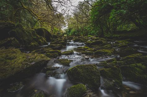 Nature River Moss Forest Landscape Water Photography Wallpaper