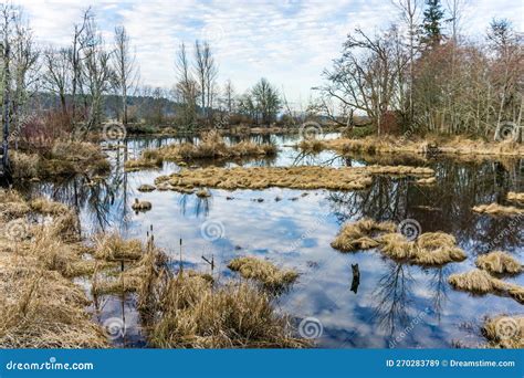 Nisqually Wetlands Reflecions Stock Image Image Of Plants Scenic
