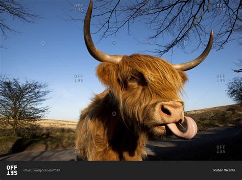Close Up View Of Highland Cow With Tongue Sticking Out Stock Photo Offset
