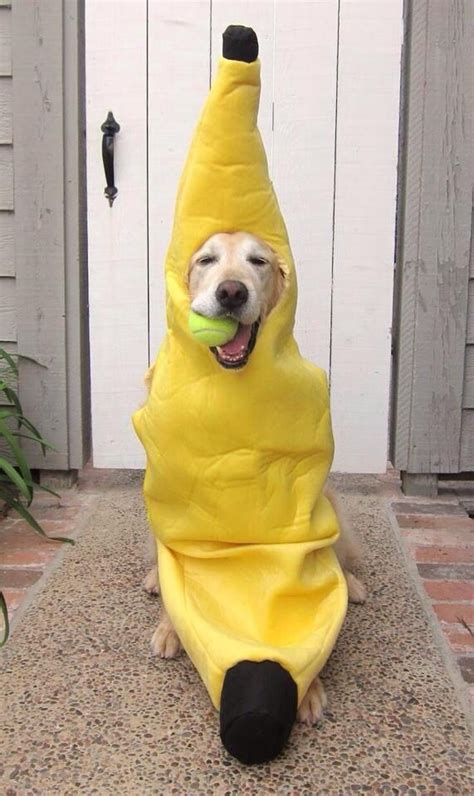 Dog Wearing A Banana Costume Labrador Dog Dogs Dog Halloween Costumes