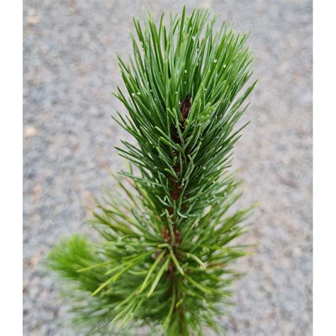 Pinus Aristata Bristlecone Pine