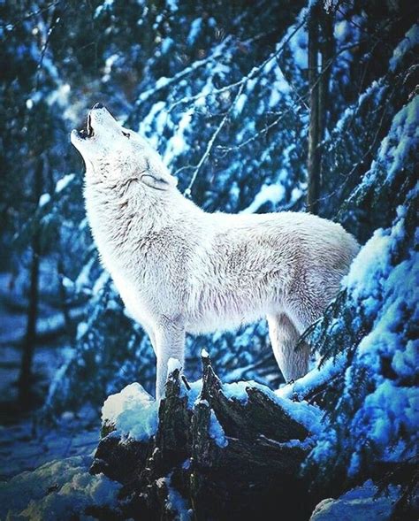 White Howling Wolf Arctic Wolf Wolf Photos Artic Wolf
