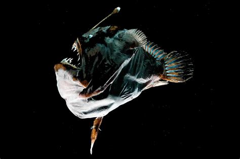 Meet The Anglerfish The Most Famous Deep Sea Monster