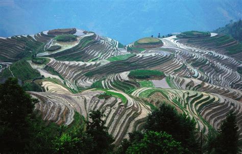 Wallpaper China Trees Nature Rice Terrace Asia Height Guilin