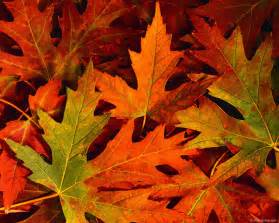 Fall Leaves Hd Wallpapers Wallpapersafari