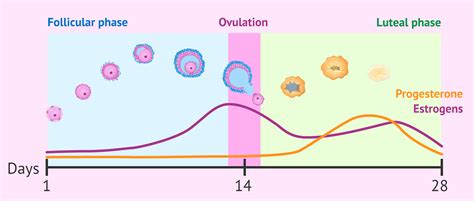 What Is The Luteal Phase Of The Menstrual Cycle And How Long Does It Last