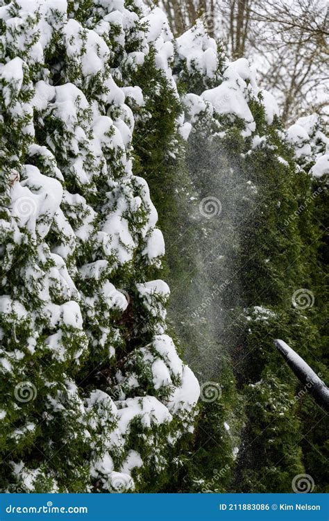 Snowy Day Tip Of A Snow Blower Removing Snow From An Arborvitae Hedge