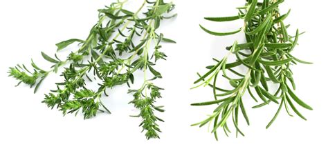 Thyme Vs Rosemary Flavors Cooking And Short Growing Guide