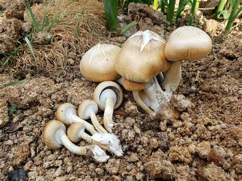 Alabama Has A New Industry Wild Harvested Mushrooms